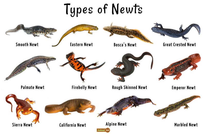 Newt Vs. [Similar Species] - How They Compare