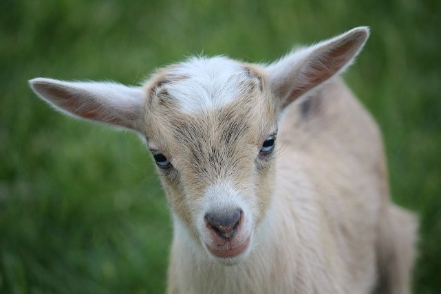 Nigerian Dwarf Goat Overview: History, Traits, And Primary Uses