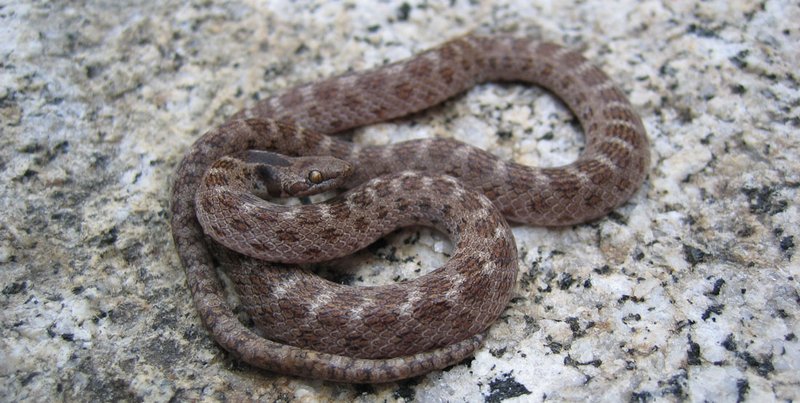 Night Snake
