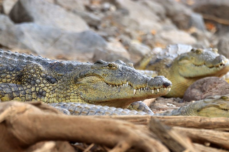 Nile Crocodile Vs. [Similar Species] - How They Compare