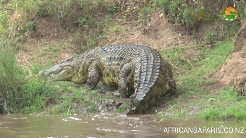 Nile Crocodile