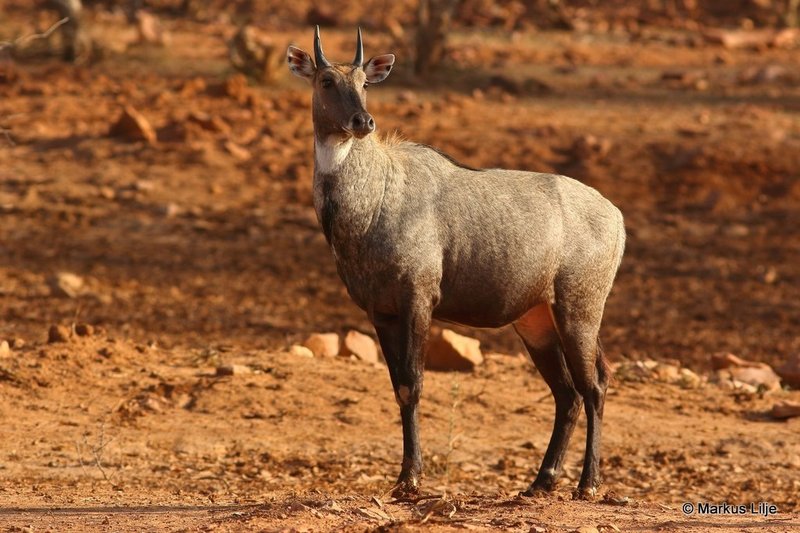 Nilgai