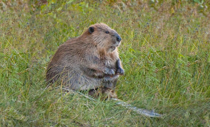 North American Beaver