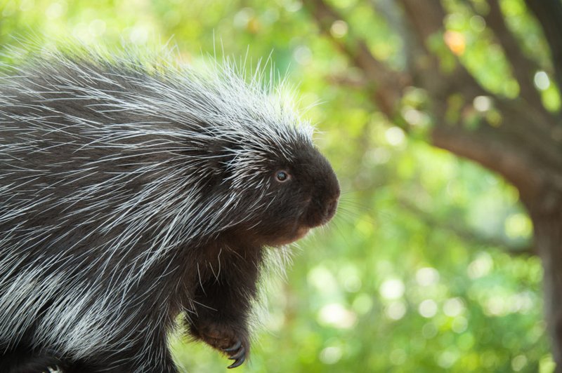 North American Porcupine