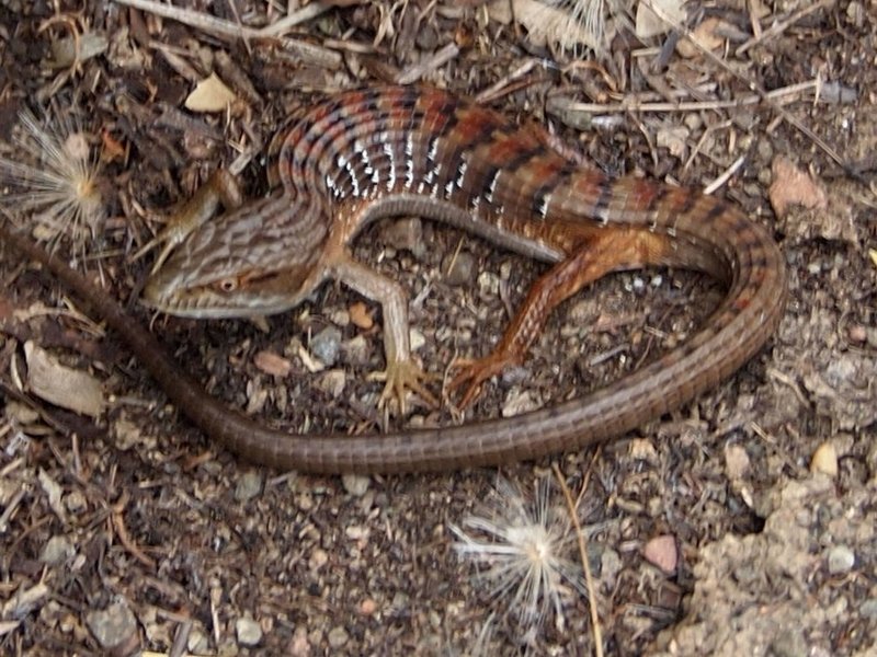 Northern Alligator Lizard