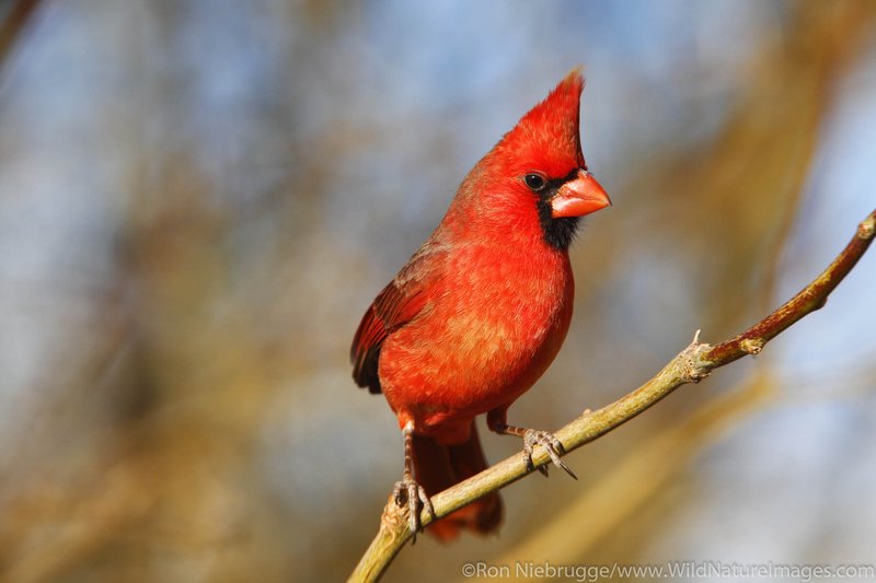 Northern Cardinal