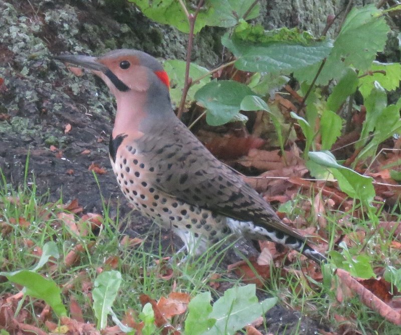 Northern Flicker