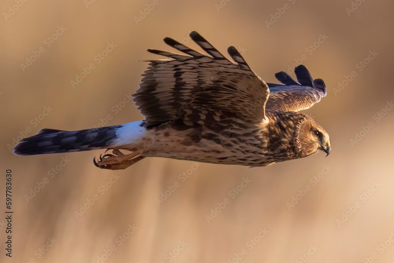 Northern Harrier