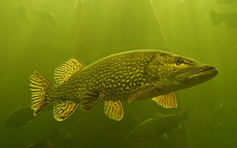 Northern Pike