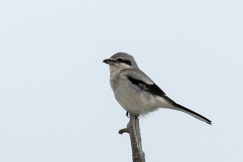 Northern Shrike