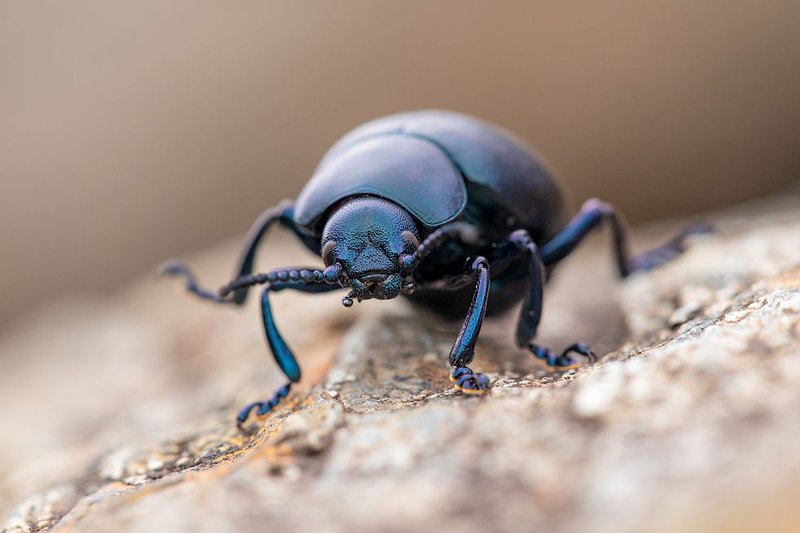 Nose Beetle