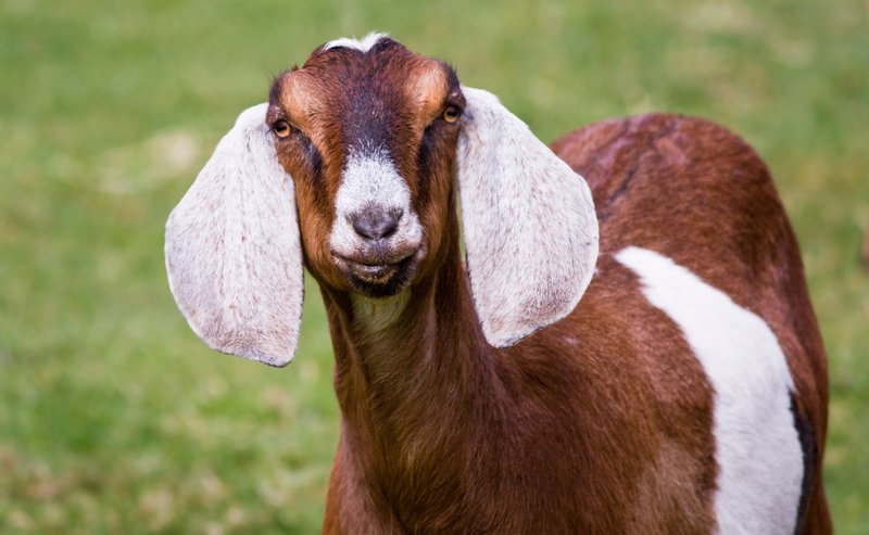 Nubian Goat Overview: History, Traits, And Primary Uses