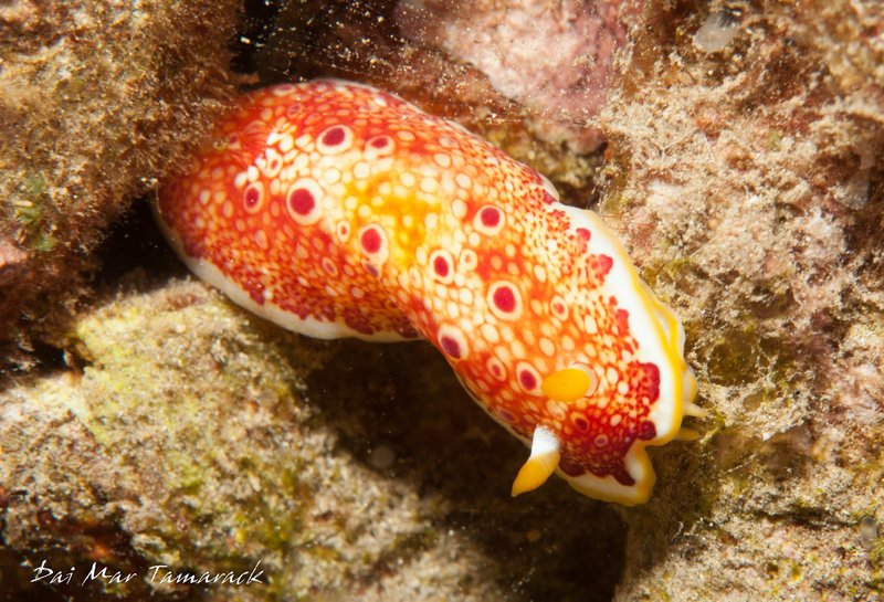 Nudibranch