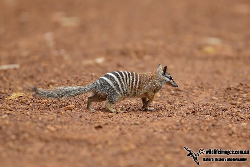 Numbat