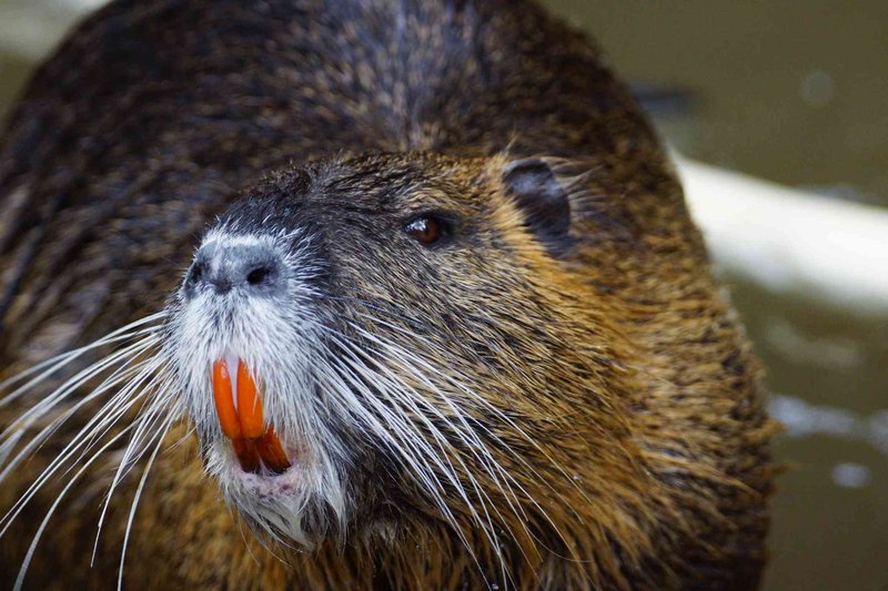Nutria