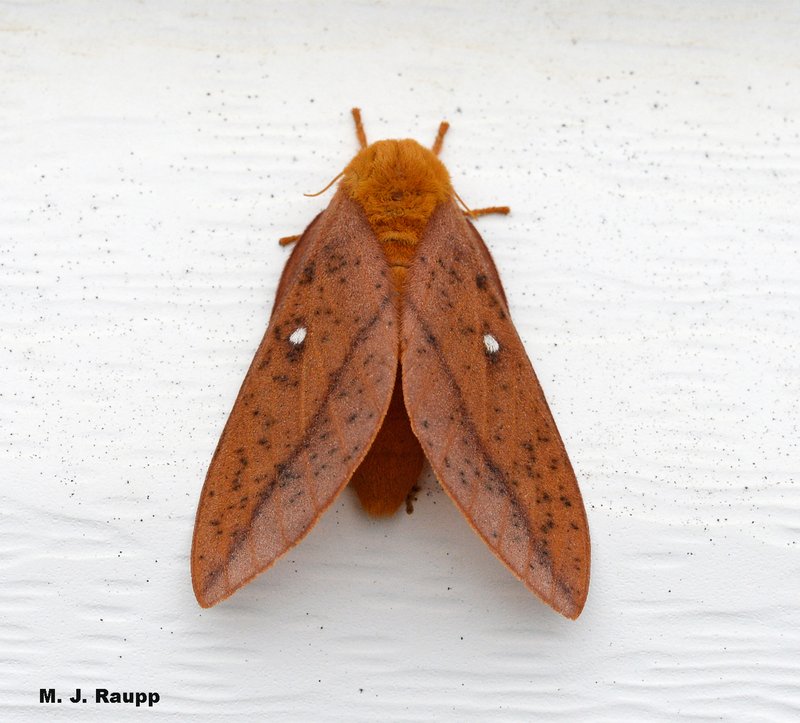 Oakworm Moth