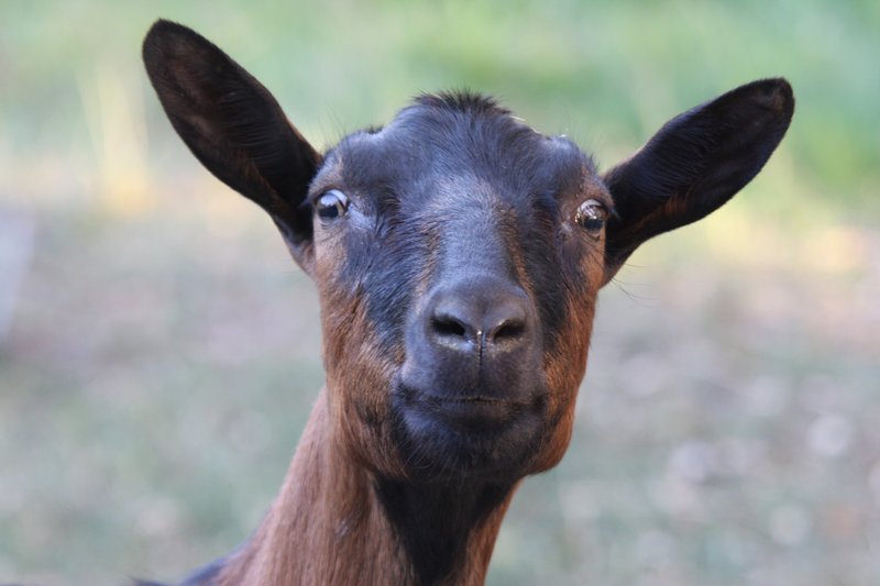 Oberhasli Goat Overview: History, Traits, And Primary Uses