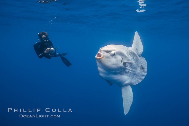 Ocean Sunfish