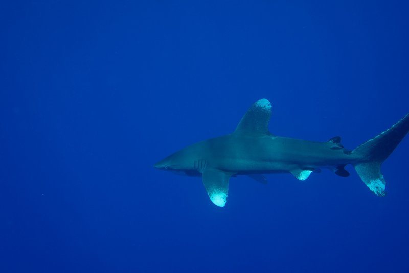 Oceanic Whitetip Shark