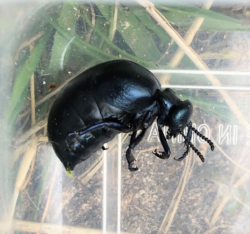 Oil Beetle