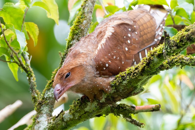 Oilbird