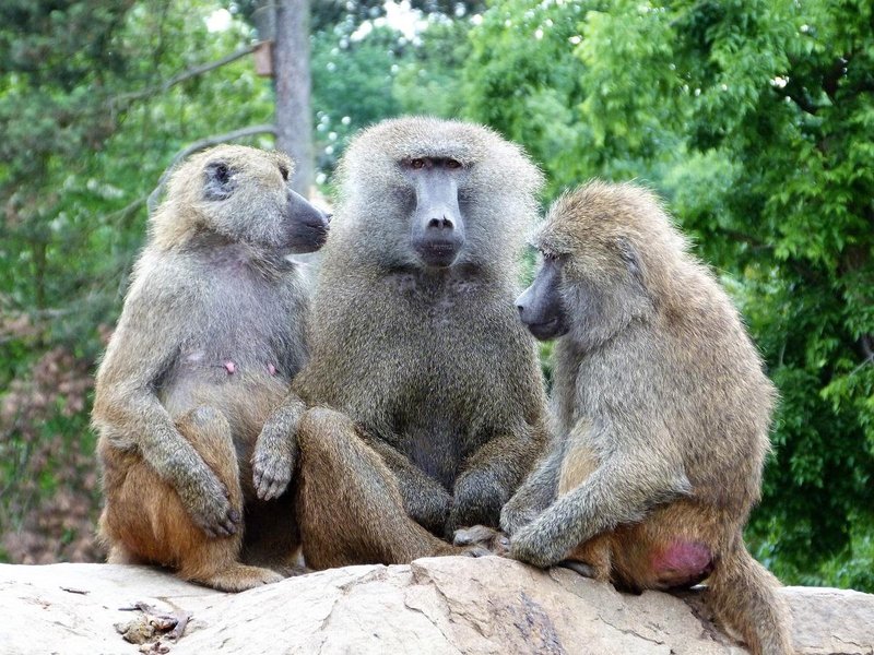 Olive Baboon