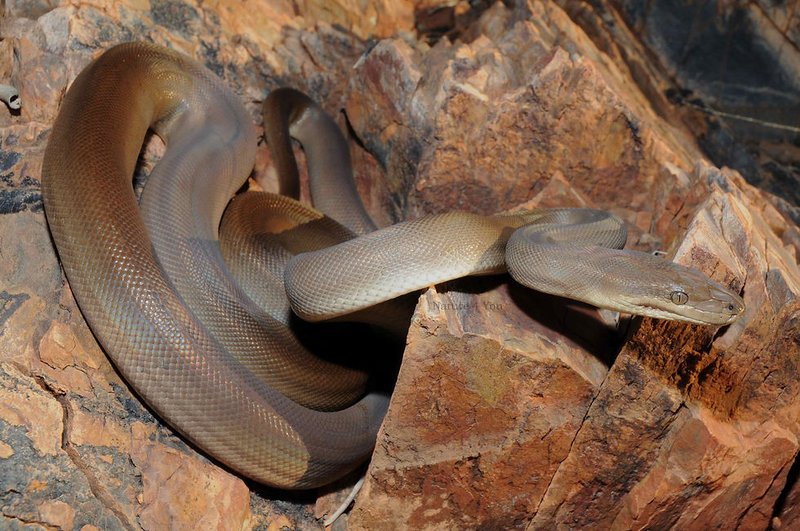 Olive Python
