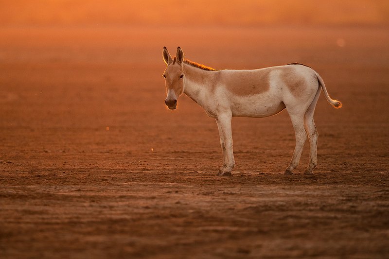 Onager