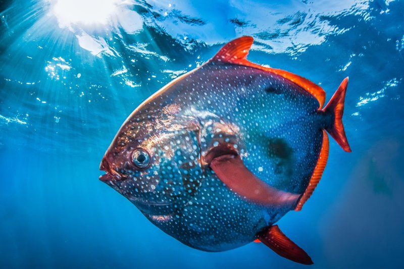 Opah