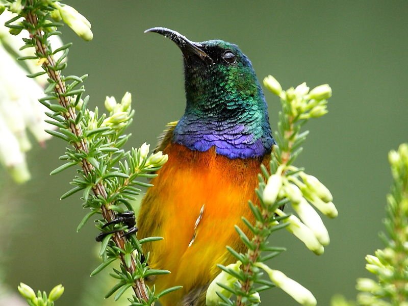 Orange-Breasted Sunbird