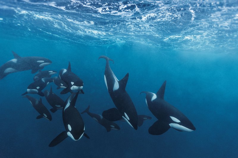 Orca (Killer Whale)