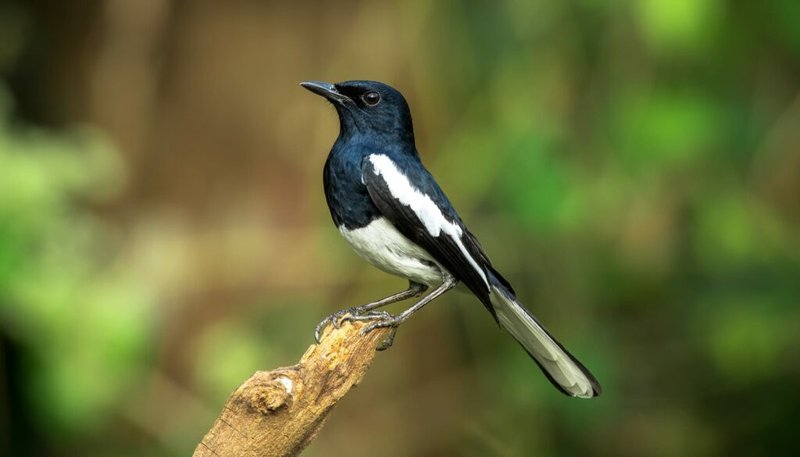 Oriental Magpie Robin