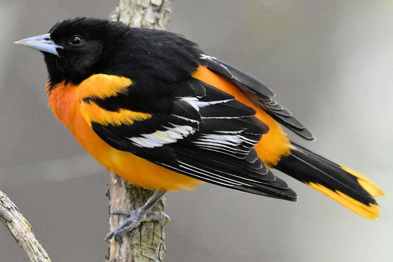 Oriole