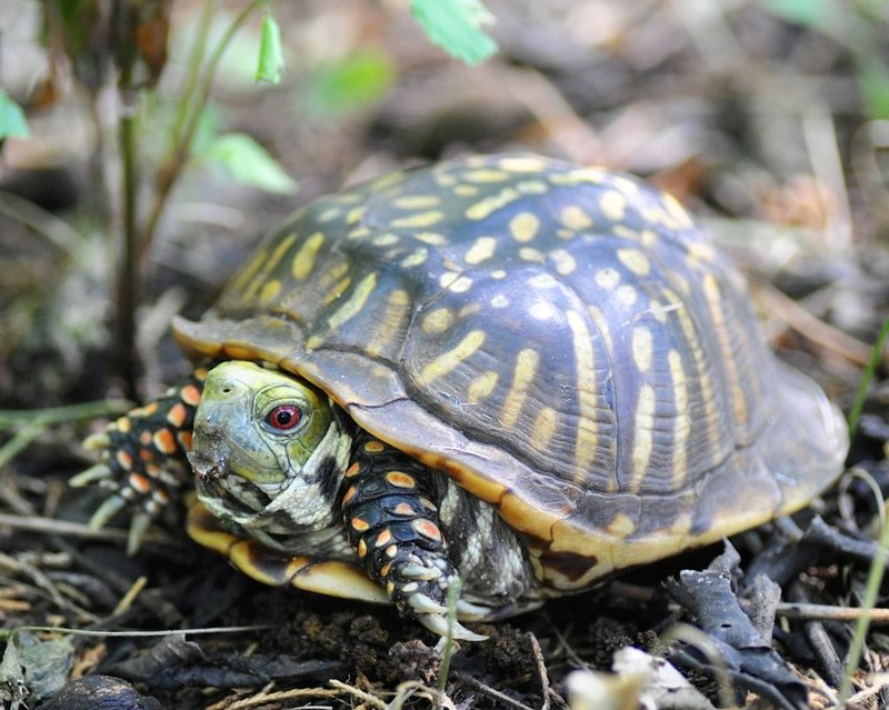 Ornate Box Turtle