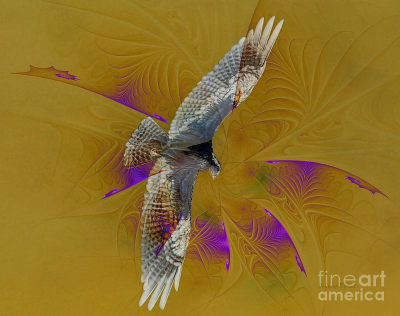 Osprey