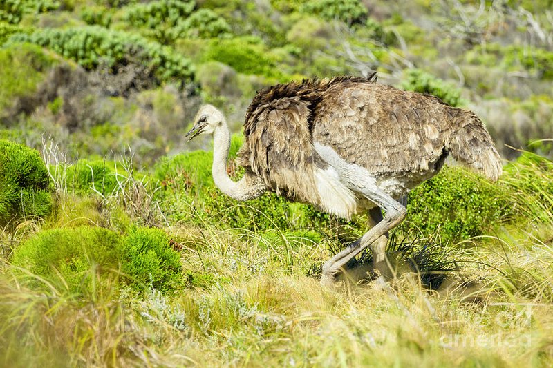 Ostrich