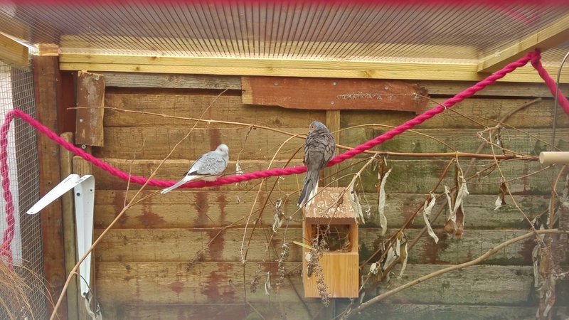 Outdoor Aviaries For Doves: Building And Safety Guide