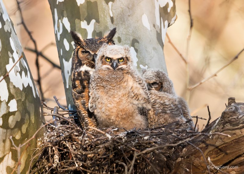 Owl Nesting Habits And Lifecycle