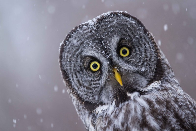 Owl Vocalizations And What They Mean