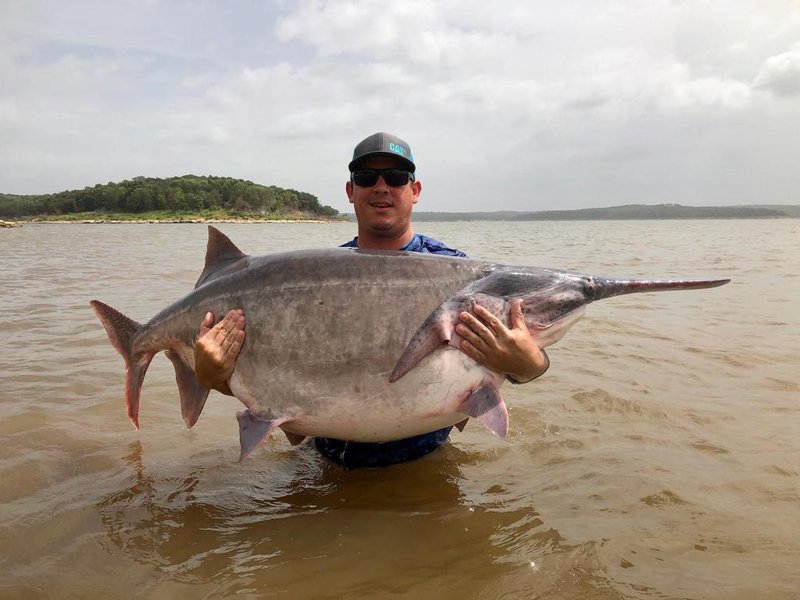 Paddlefish