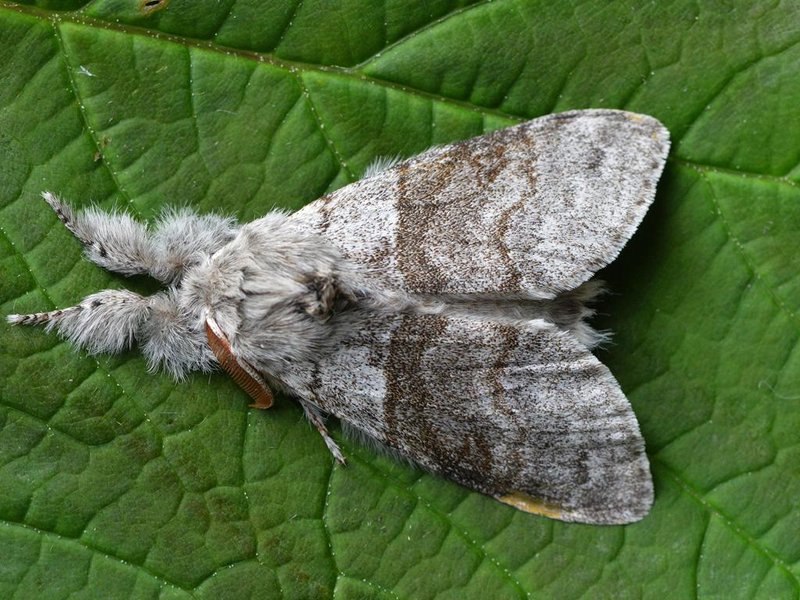Pale Tussock Moth