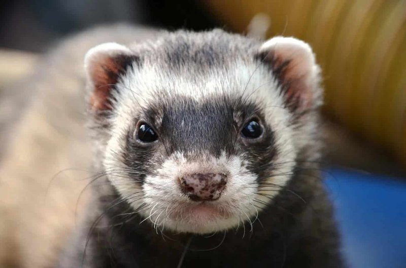 Panda Ferret Overview: Color, Traits, And Temperament
