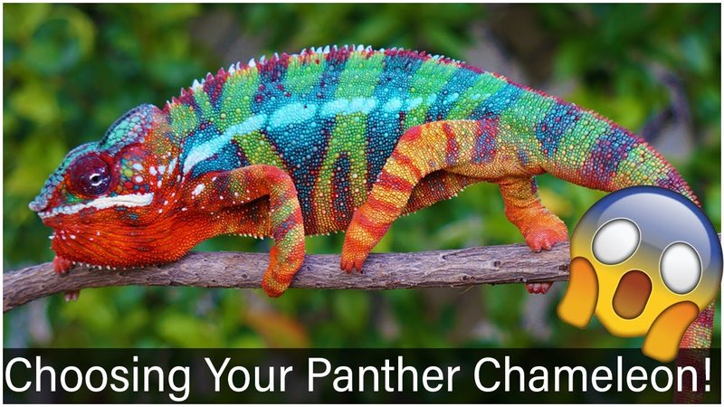 Panther Chameleon Vs. [Similar Species] - How They Compare