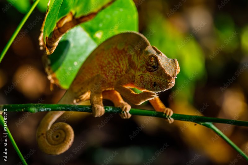 Panther Chameleon