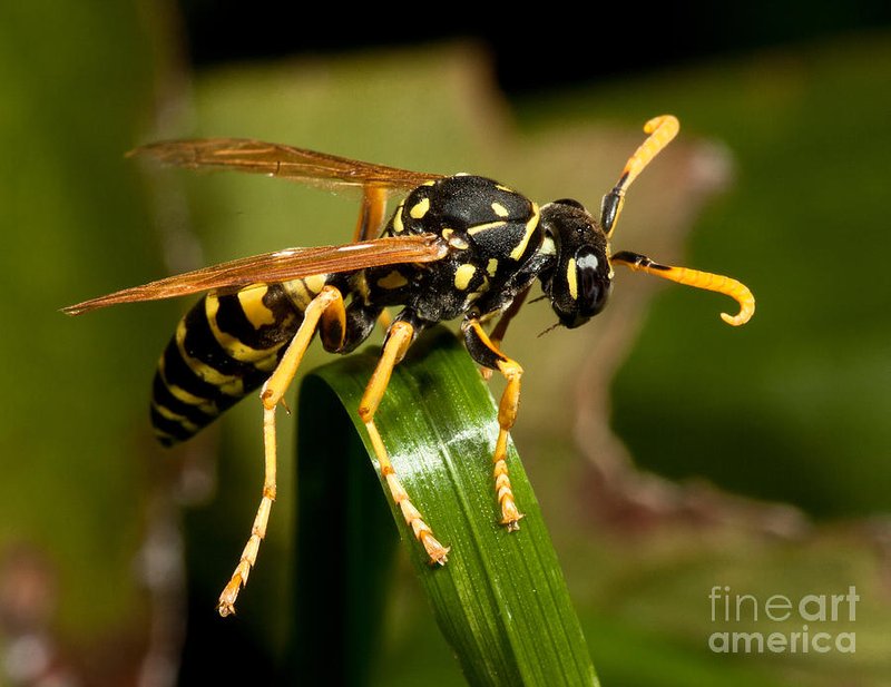 Paper Wasp