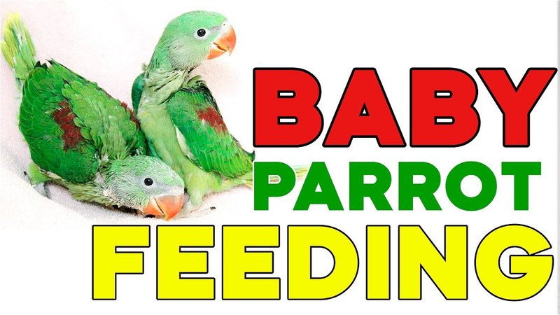 Parrot Care Guide: Feeding, Housing, And Social Needs