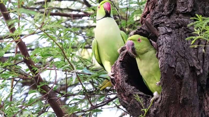 Parrot Nesting Habits And Lifecycle