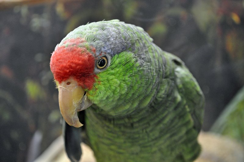 Parrot