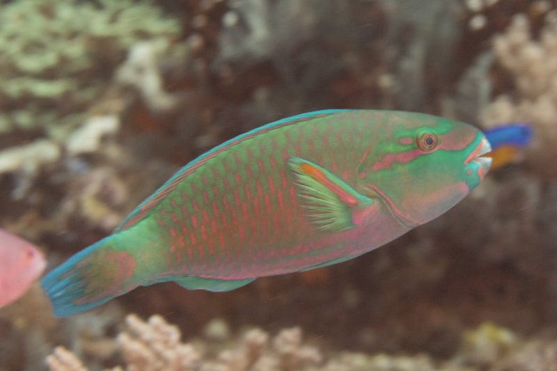 Parrotfish