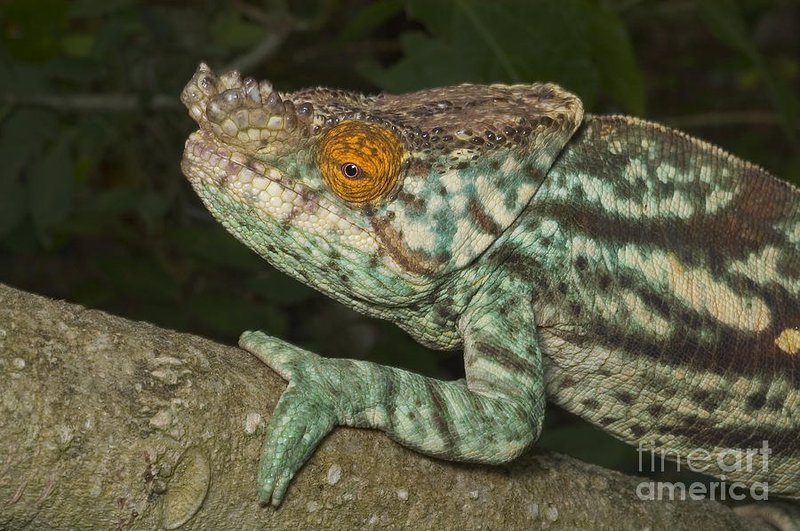 Parson'S Chameleon